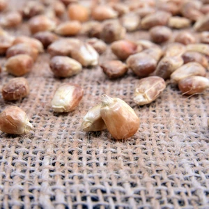 Gavurga Mısırı 250GR