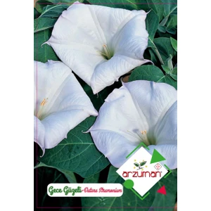 Gece Güzeli Çiçeği Tohumu (15 Tohum)
