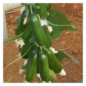 Köy Tohumları 150 Adet Tohum Badem Salatalık Köy Salatalığı Tohumu