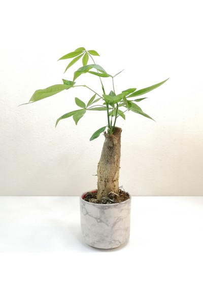 Pachira Bonsai Para Ağacı Beyaz Saksılı