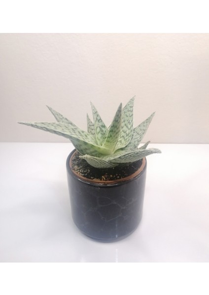 Aloe Delta Lights White 'özel Seri' Siyah Seramik Saksıda