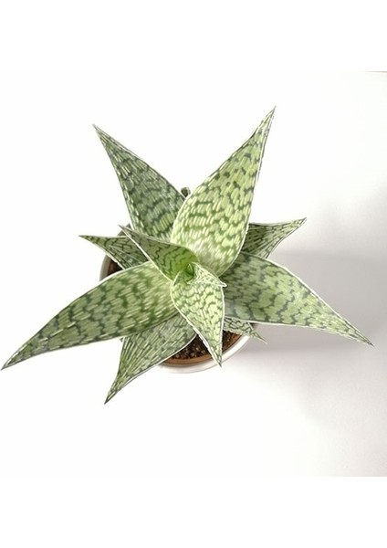 Aloe Delta Lights White 'özel Seri' Siyah Seramik Saksıda fırsatları