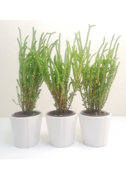 Crassula Muscosa 3'lü Prenses Çamı