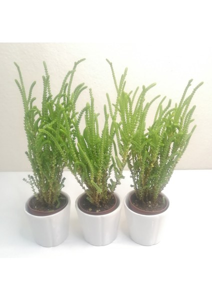 Crassula Muscosa 3'lü Prenses Çamı fiyatları