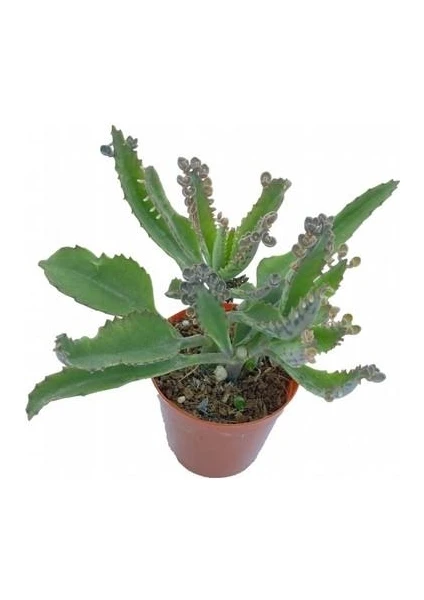 Aşkın Gözyaşları Çiçeği 15-25 cm Kalanchoe Daigremontiana Echeveria