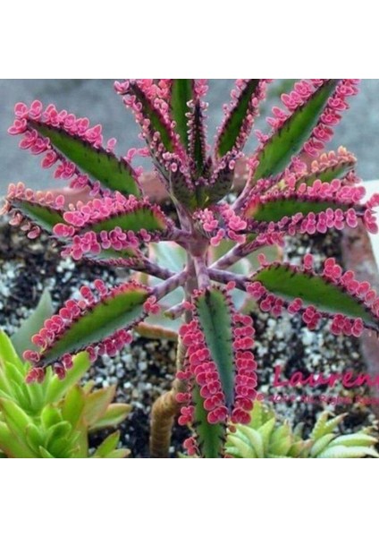 Aşkın Gözyaşları Çiçeği 15-25 cm Kalanchoe Daigremontiana Echeveria