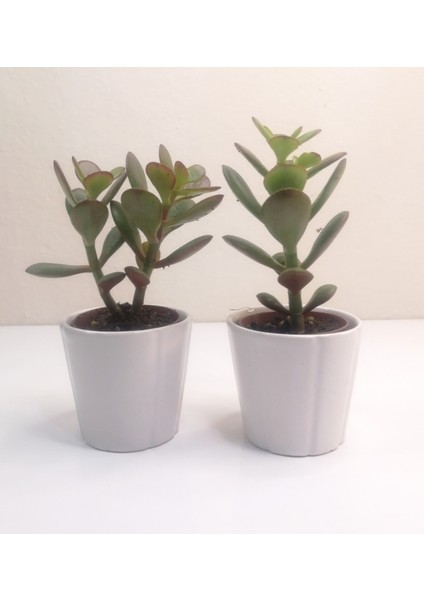 Para Çiçeği 2'li Crassula Ovata Sukulent