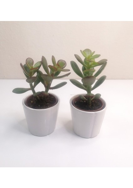 Para Çiçeği 2'li Crassula Ovata Sukulent