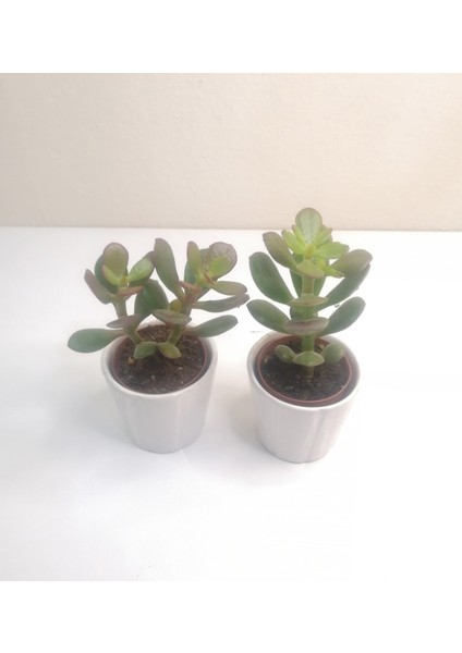 Para Çiçeği 2'li Crassula Ovata Sukulent