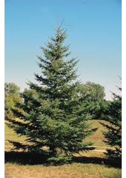Yeşil (Doğu) Ladin Çam Fidanı 40-50-60 cm Tüplü