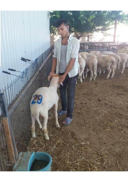 Hayvan Numaralandırma Damga Seti 0-9 modelleri
