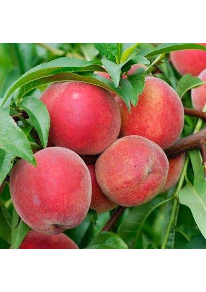 4 Yaş Aşılı Şeftali Fidanı Big Red, Saksıda