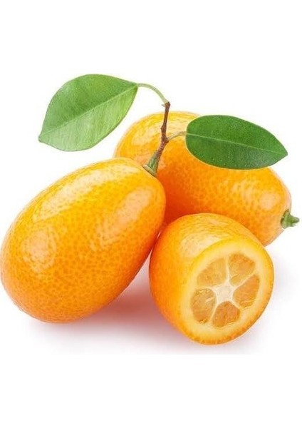 2 Yaş Aşılı Kamkat Fidanı, Torbada
