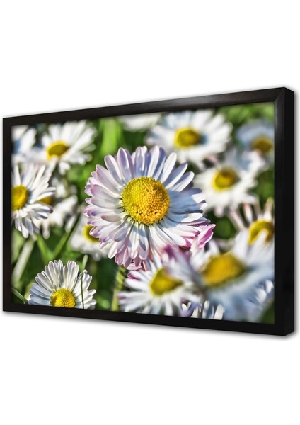 Papatyalar Çerçeveli Cam Tablo