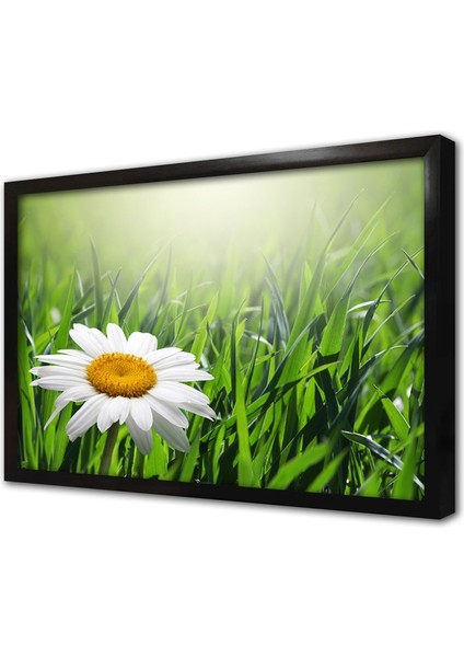 Papatya Çerçeveli Cam Tablo