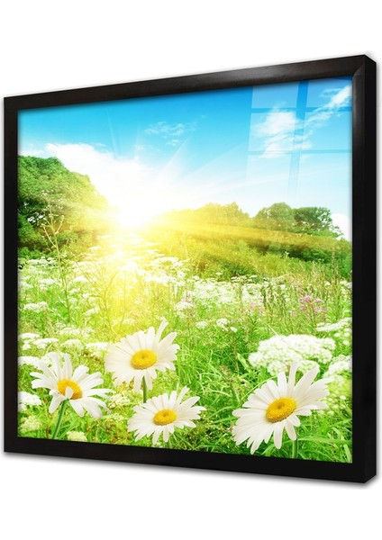 Papatyalar Çerçeveli Cam Tablo