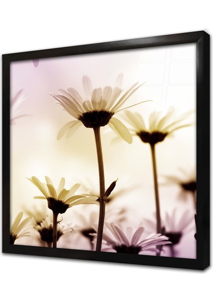 Papatya Yakın Çekim Çerçeveli Cam Tablo