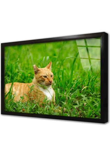 Kedi Çerçeveli Cam Tablo