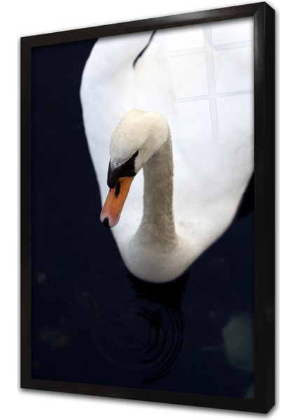 Beyaz Kuğu Çerçeveli Cam Tablo