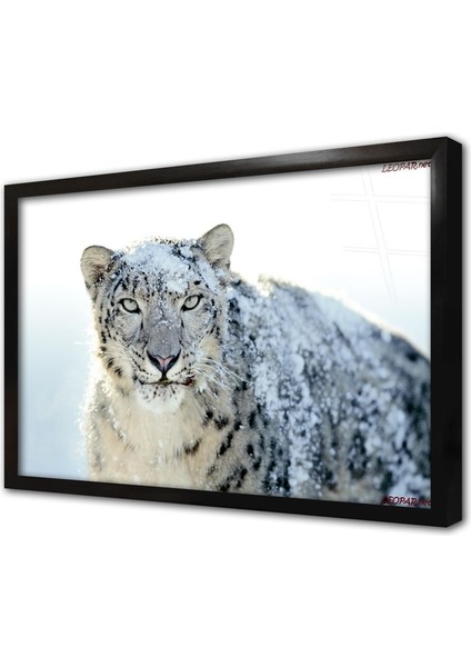 Vahşi Doğa Kaplan Çerçeveli Cam Tablo