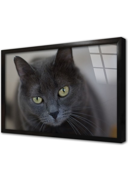 Kedi Çerçeveli Cam Tablo