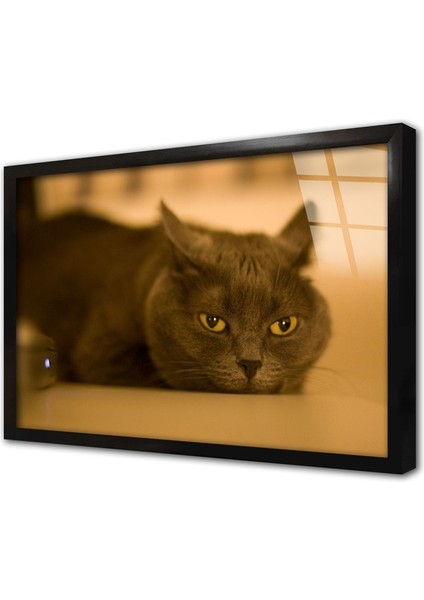 Kedi Çerçeveli Cam Tablo