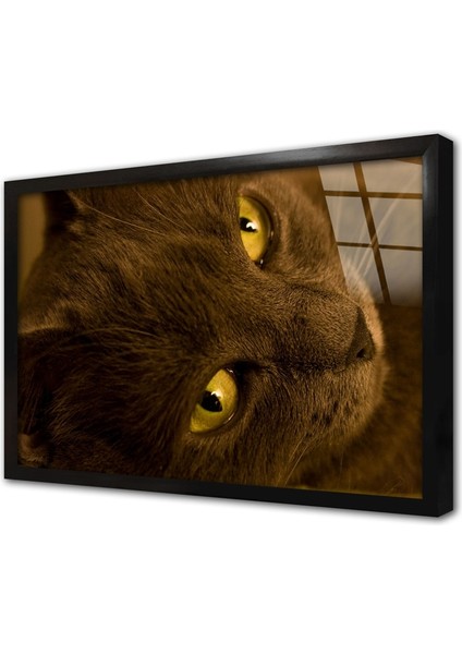Kedi Çerçeveli Cam Tablo
