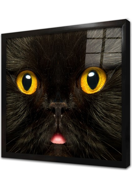 Kedi Çerçeveli Cam Tablo