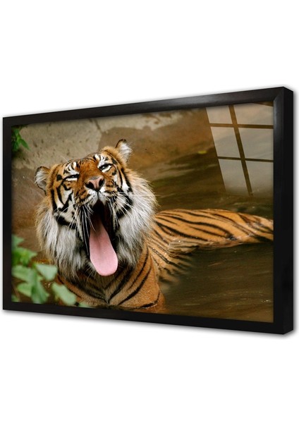 Vahşi Doğa Kaplan Çerçeveli Cam Tablo