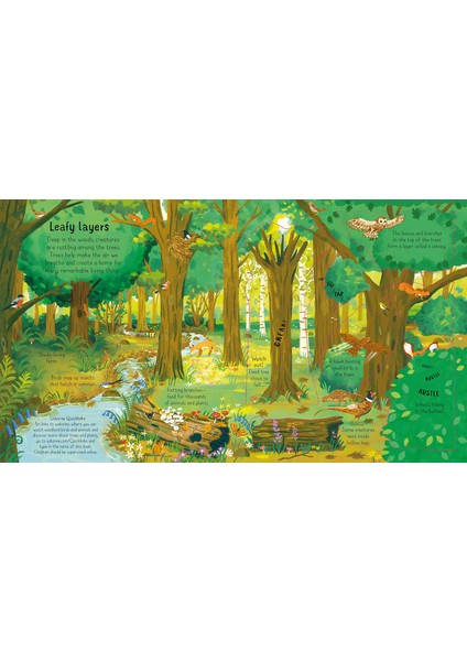 Look Inside The Woods