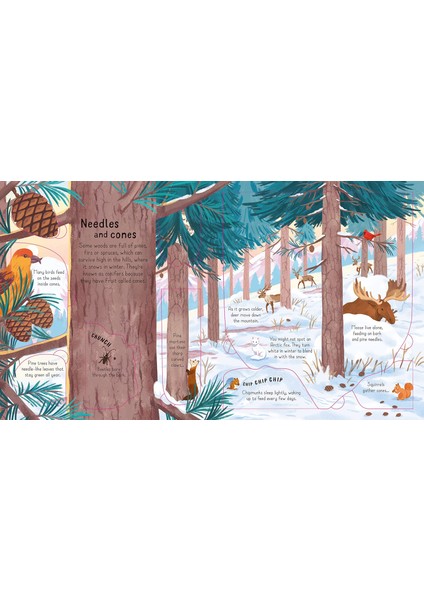 Look Inside The Woods