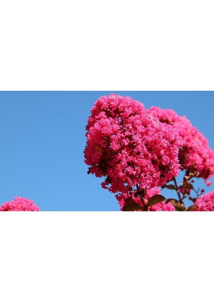 3 Adet Pembe Oya Ağacı Fidanı Tüplü 30-40-50 fiyatları