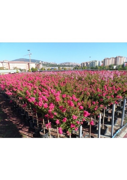 3 Adet Pembe Oya Ağacı Fidanı Tüplü 30-40-50 modelleri