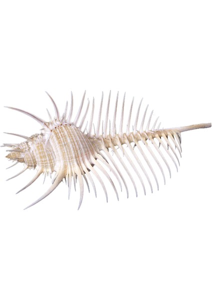 Murex Pecten 6"
