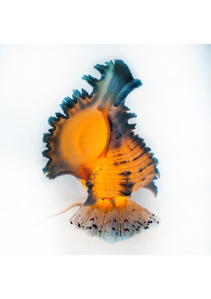 Murex Lamba-8" fiyatları