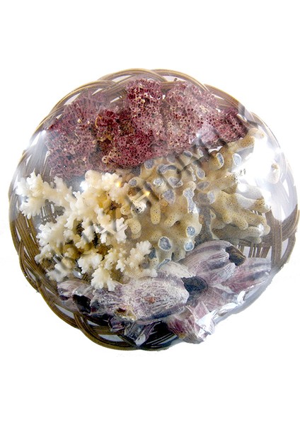 Mercan Sepeti 10"