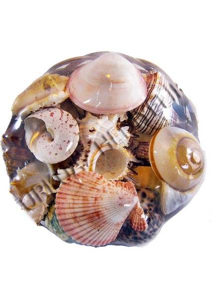 Fruit Of The Sea 8"