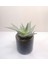 Aloe Delta Lights White 'özel Seri' Siyah Seramik Saksıda 1
