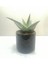 Aloe Delta Lights White 'özel Seri' Siyah Seramik Saksıda 2