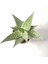 Aloe Delta Lights White 'özel Seri' Siyah Seramik Saksıda 4