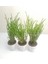 Crassula Muscosa 3'lü Prenses Çamı 3
