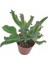 Aşkın Gözyaşları Çiçeği 15-25 cm Kalanchoe Daigremontiana Echeveria 1