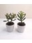 Para Çiçeği 2'li Crassula Ovata Sukulent 2