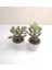 Para Çiçeği 2'li Crassula Ovata Sukulent 3
