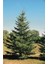 Yeşil (Doğu) Ladin Çam Fidanı 40-50-60 cm Tüplü 1