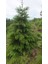 Yeşil (Doğu) Ladin Çam Fidanı 40-50-60 cm Tüplü 2