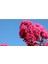 3 Adet Pembe Oya Ağacı Fidanı Tüplü 30-40-50 2