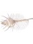 Murex Pecten 6" 1