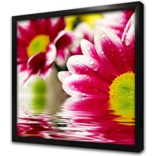 Tablosan Çiçeğin Üzerinde Su Damlacıkları Çerçeveli Mdf Tablo