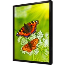 Tablosan Kelebek Çerçeveli Mdf Tablo